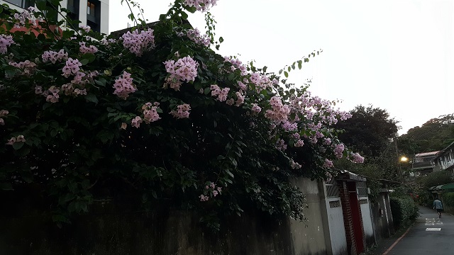 flowers near the back gate.